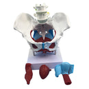 Highly Detailed 1:1 Lifesize Human Female Pelvis Model w/ Floor Muscles Educative Teaching Kits Lab Supplies