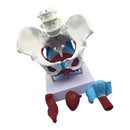 Highly Detailed 1:1 Lifesize Human Female Pelvis Model w/ Floor Muscles Educative Teaching Kits Lab Supplies
