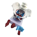 Highly Detailed 1:1 Lifesize Human Female Pelvis Model w/ Floor Muscles Educative Teaching Kits Lab Supplies