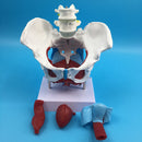 Highly Detailed 1:1 Lifesize Human Female Pelvis Model w/ Floor Muscles Educative Teaching Kits Lab Supplies