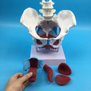 Highly Detailed 1:1 Lifesize Human Female Pelvis Model w/ Floor Muscles Educative Teaching Kits Lab Supplies