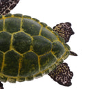Realistic Science Plastic Animal Tortoise Model Figure Turtle Figurine Children Kids Educational Toy Decoration Collectibles Kids Story Telling Props