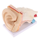 6 Times Enlarged Human Ear Anatomical Structure Model Teaching Learning Tool Lab Supplies Statue