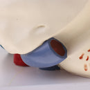6 Times Enlarged Human Ear Anatomical Structure Model Teaching Learning Tool Lab Supplies Statue