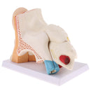 6 Times Enlarged Human Ear Anatomical Structure Model Teaching Learning Tool Lab Supplies Statue