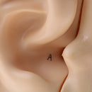 6 Times Enlarged Human Ear Anatomical Structure Model Teaching Learning Tool Lab Supplies Statue