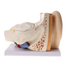 6 Times Enlarged Human Ear Anatomical Structure Model Teaching Learning Tool Lab Supplies Statue