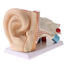 6 Times Enlarged Human Ear Anatomical Structure Model Teaching Learning Tool Lab Supplies Statue