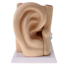 6 Times Enlarged Human Ear Anatomical Structure Model Teaching Learning Tool Lab Supplies Statue