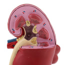 2-Sided Kidney Anatomical Model with Stand Nephropathy Statue Human Organ Learning Tool Lab Supply Science Educational Toy