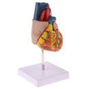 Human Anatomical Heart Model, Life Size, Detachable 2 Parts, Organ Model Anatomy School Teaching Learning Tools