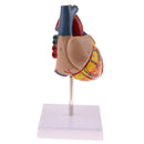Human Anatomical Heart Model, Life Size, Detachable 2 Parts, Organ Model Anatomy School Teaching Learning Tools