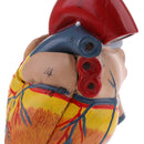 Human Anatomical Heart Model, Life Size, Detachable 2 Parts, Organ Model Anatomy School Teaching Learning Tools