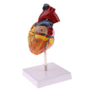 Human Anatomical Heart Model, Life Size, Detachable 2 Parts, Organ Model Anatomy School Teaching Learning Tools