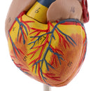 Human Anatomical Heart Model, Life Size, Detachable 2 Parts, Organ Model Anatomy School Teaching Learning Tools