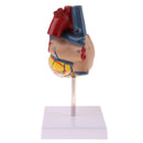 Human Anatomical Heart Model, Life Size, Detachable 2 Parts, Organ Model Anatomy School Teaching Learning Tools