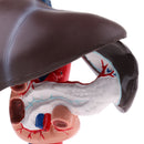 Life Size Human Liver Pancreas Duodenum Model Anatomical Human Organ Statue Learning Tool Lab Supply