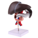 Life Size Human Liver Pancreas Duodenum Model Anatomical Human Organ Statue Learning Tool Lab Supply