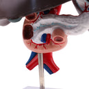 Life Size Human Liver Pancreas Duodenum Model Anatomical Human Organ Statue Learning Tool Lab Supply