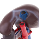 Life Size Human Liver Pancreas Duodenum Model Anatomical Human Organ Statue Learning Tool Lab Supply