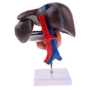 Life Size Human Liver Pancreas Duodenum Model Anatomical Human Organ Statue Learning Tool Lab Supply