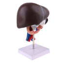 Life Size Human Liver Pancreas Duodenum Model Anatomical Human Organ Statue Learning Tool Lab Supply