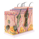 Human Skin Model, 50X Enlarged Science Anatomy Biology Teaching Aids School Education Supplies w/ 25 labeled diagrams