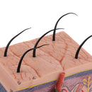 Human Skin Model, 50X Enlarged Science Anatomy Biology Teaching Aids School Education Supplies w/ 25 labeled diagrams