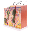 Human Skin Model, 50X Enlarged Science Anatomy Biology Teaching Aids School Education Supplies w/ 25 labeled diagrams