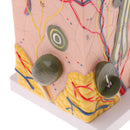 Human Skin Model, 50X Enlarged Science Anatomy Biology Teaching Aids School Education Supplies w/ 25 labeled diagrams
