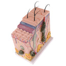Human Skin Model, 50X Enlarged Science Anatomy Biology Teaching Aids School Education Supplies w/ 25 labeled diagrams