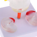 Lab Supplies 1:1 Human Spine Lumbar Vertebra with Diseased Intervertebral Disc Model School Teaching Display