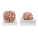 Lifesize 1:1 Removable 8 Parts Human Brain Brainstem w/Arteries Model Educative & Science Toy Lab Equipment