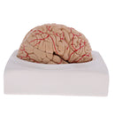 Lifesize 1:1 Removable 8 Parts Human Brain Brainstem w/Arteries Model Educative & Science Toy Lab Equipment
