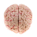Lifesize 1:1 Removable 8 Parts Human Brain Brainstem w/Arteries Model Educative & Science Toy Lab Equipment