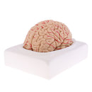 Lifesize 1:1 Removable 8 Parts Human Brain Brainstem w/Arteries Model Educative & Science Toy Lab Equipment