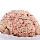 Lifesize 1:1 Removable 8 Parts Human Brain Brainstem w/Arteries Model Educative & Science Toy Lab Equipment