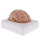 Lifesize 1:1 Removable 8 Parts Human Brain Brainstem w/Arteries Model Educative & Science Toy Lab Equipment