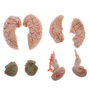Lifesize 1:1 Removable 8 Parts Human Brain Brainstem w/Arteries Model Educative & Science Toy Lab Equipment
