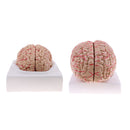 Lifesize 1:1 Removable 8 Parts Human Brain Brainstem w/Arteries Model Educative & Science Toy Lab Equipment