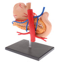 Human Digestive Organs Stomach & Pancreas Model with Base Educative Learning Resources Lab Ornament