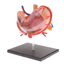 Human Digestive Organs Stomach & Pancreas Model with Base Educative Learning Resources Lab Ornament