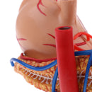 Human Digestive Organs Stomach & Pancreas Model with Base Educative Learning Resources Lab Ornament