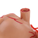 Human Digestive Organs Stomach & Pancreas Model with Base Educative Learning Resources Lab Ornament