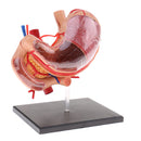 Human Digestive Organs Stomach & Pancreas Model with Base Educative Learning Resources Lab Ornament