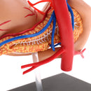 Human Digestive Organs Stomach & Pancreas Model with Base Educative Learning Resources Lab Ornament