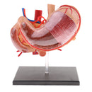 Human Digestive Organs Stomach & Pancreas Model with Base Educative Learning Resources Lab Ornament