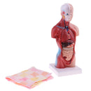28cm Human Torso Male Viscera Heart Brain Skeleton Body Model Practice School Teaching Lab Supplies