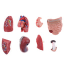 28cm Human Torso Male Viscera Heart Brain Skeleton Body Model Practice School Teaching Lab Supplies