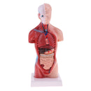 28cm Human Torso Male Viscera Heart Brain Skeleton Body Model Practice School Teaching Lab Supplies